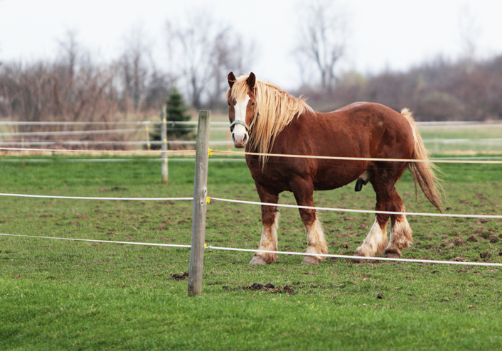 Choisir sa clôture électrique pour animaux : chien, chevaux