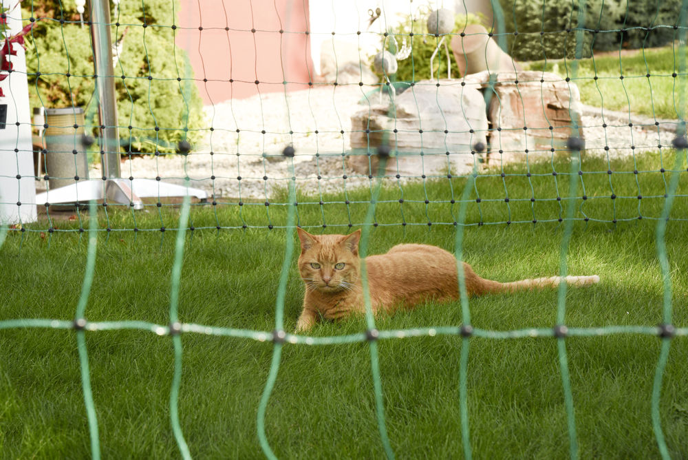 Clôture électrique pour chats, protéger son jardin.