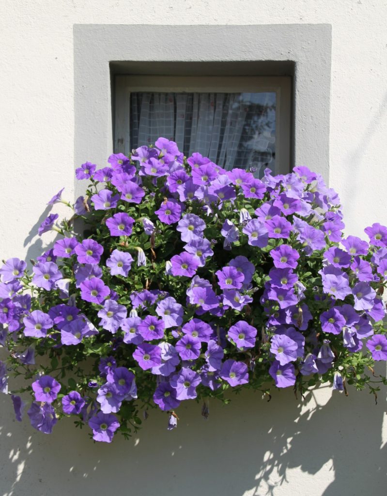 Quelles fleurs retombantes pour une jardinière en plein soleil..? –  Coopérative agricole de Nice